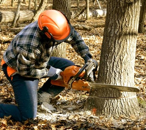 Tree Removal in Bayboro, NC